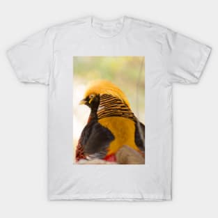 31115 Chinese Golden Pheasant T-Shirt